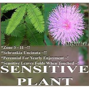   PLANT Flower Seeds TO TOUCH Great For Science Project MIMOSA FAMILY