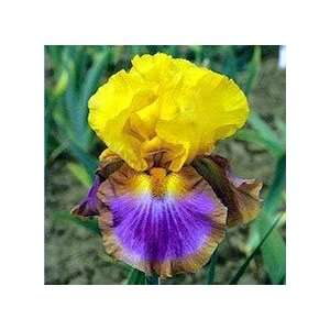    Iris   German Bearded   Tall   Megabucks Patio, Lawn & Garden