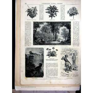  Corcoran Adventures Louison Library French Print 1881 
