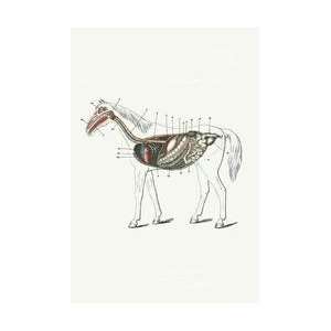  Longitudinal Section of a Horse 24x36 Giclee