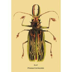  Beetle Brazilian Prionus Cervicornis #2 20x30 poster 
