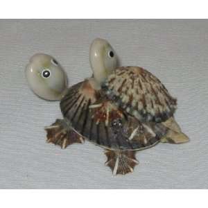  Cute Decorative Seashell Turtle 