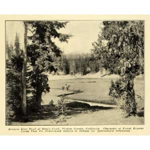  1907 Print Kings Creek Plumas County California Forest 