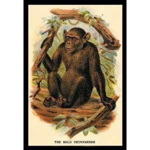   Buyenlarge The Bald Chimpanzee 12x18 Giclee on canvas