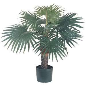  2.5 Foutain Silk Palm Tree