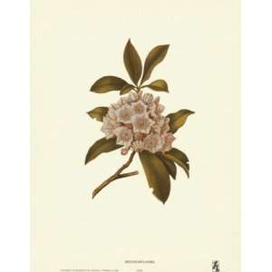 Mountain Laurel by Unknown 10x12 