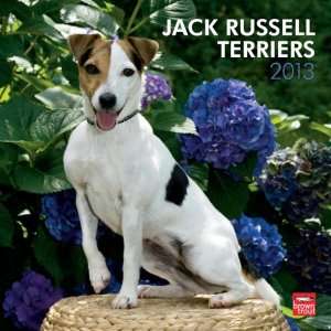  Jack Russell Terriers 2013 Wall Calendar 12 X 12 Office 