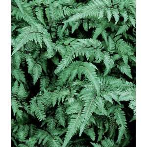  Fern, Japanese Painted 1 Plant Patio, Lawn & Garden