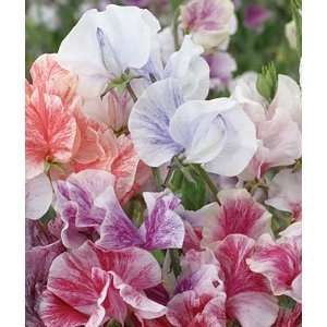  Sweet Pea, Streamers Mix 1 Pkt. (40 seeds) Patio, Lawn & Garden
