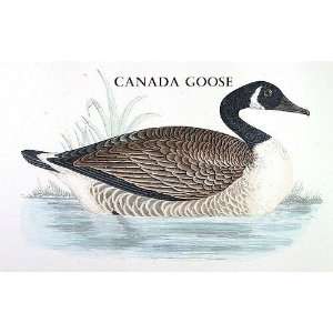  Birds Canada Goose Sheet of 21 Personalised Glossy 