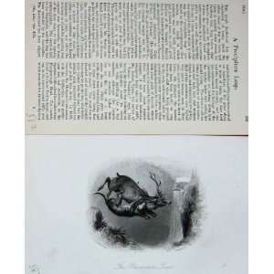  Deer Stag Hunting Dog Mountains BailyS Magazine 1894 