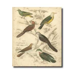  Avian Habitat Ii Giclee Print