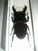 Black Stag Beetle   Dorcus titanus (Male) Specimen  