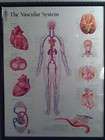 framed 22 x28 poster vascular system human anatomy great detail