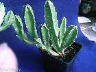 PLANT Huernia leachii X Huernia keniensis ***1ST TIME IN  