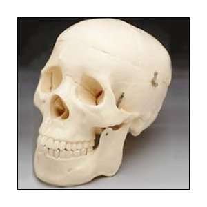 Budget Life Size Human Skull Model (2nd Quality)  