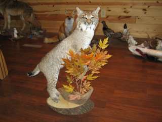   Standing Bobcat Animal Taxidermy Mount Art Wildlife  