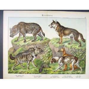  Hyeana Fox Dog Wild Hound German Color Animal Print