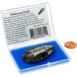  Orthoceras Fossil in a Box 