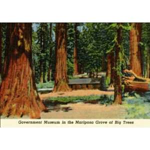  Government Museum in the Mariposa Grove of Big Trees. 1BH2054 1940