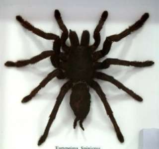 Eurypeima spinicrus tarantula spider taxidermy in box  
