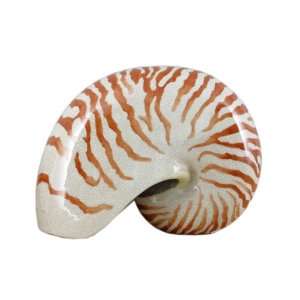  Decorative Display Sea Shell, 8 x 4.5 x 6 (in.)
