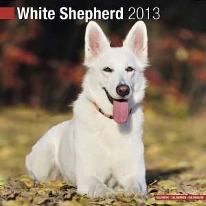  White Shepherd 2013 Wall Calendar 12 X 12 Office 