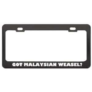 Got Malaysian Weasel? Animals Pets Black Metal License Plate Frame 