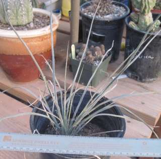 Yucca elata Soaptree One Gallon Pot  