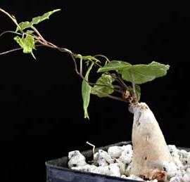 Dioscorea rupicola   rocky turtle plant   5 seeds  