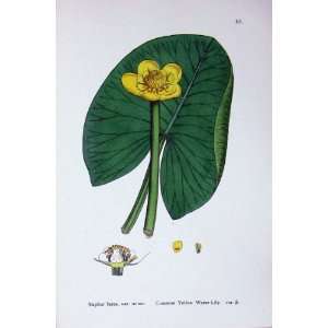  Botany Plants C1902 Common Yellow Water Lily Nuphar