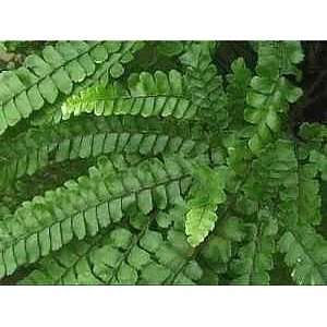   Root Maidenhair Adiantum pedatum   Inside or Out Patio, Lawn & Garden