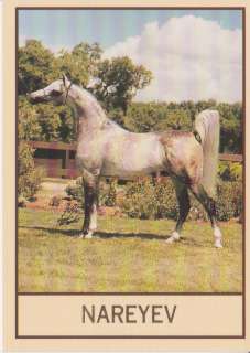 NAREYEV   ARABIAN HORSE COLLECTOR CARD   MULTI CHAMPION  