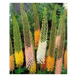  Eremurus   Foxtail Lily, Desert Candle   Mixed Patio 