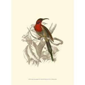  Jardine Hummingbird VI by Sir William Jardine 10x13
