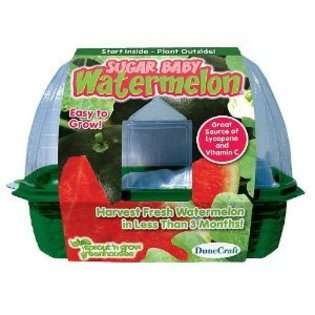 DuneCraft Sprout n Grow Greenhouses   Sugar Baby Watermelons at  