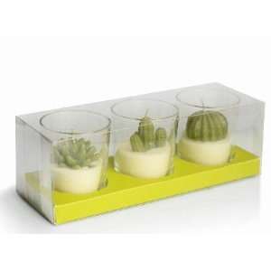  3 Cactus Candles Glass Holder gift set   green Health 