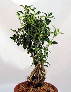 Japanese Serissa Pre Bonsai Tree 4 Pot   Exposed Roots  