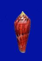 Conus granulatus   dark red gem  
