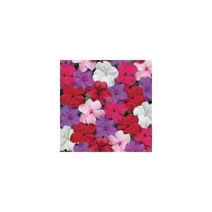  Impatiens Tempo Crystal Hybrid Mix Seeds Patio, Lawn 