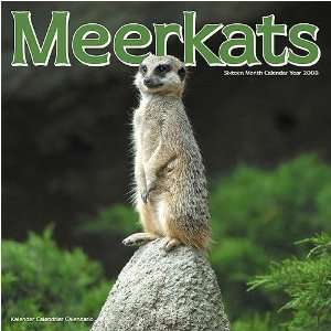  Meerkats 2008 Wall Calendar