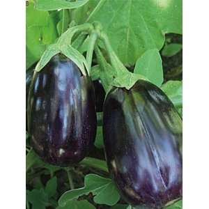  The Cooks Garden   Eggplant, Black Beauty Organic Patio 