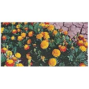  Petite Mix Marigold   100 Seeds, 1 g Patio, Lawn & Garden