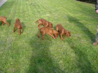 Irish Setter Welpen (red) zu verkaufen in Demmin   Landkreis 