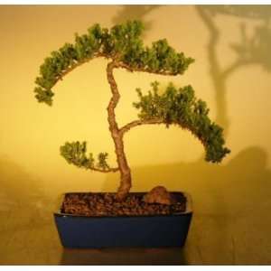   Tree juniper procumbens nana  Grocery & Gourmet Food