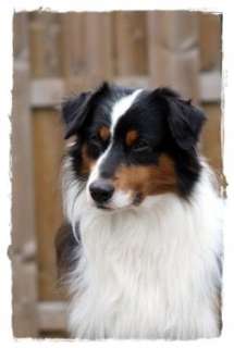 Australian Shepherd Deckrüde black tri in Nordrhein Westfalen 