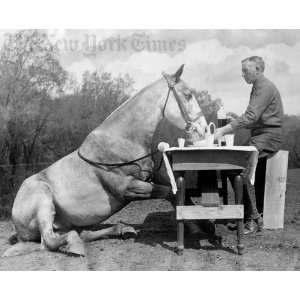  Horse Manners   1926