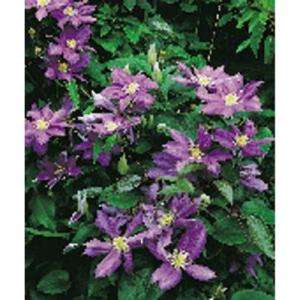 Clematis HF Young, Pack of 2 plants 70203 