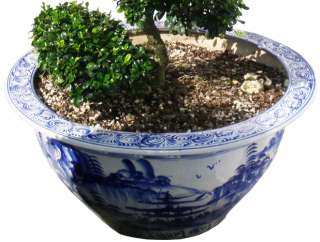   names fujian tea fuijan bonsai botanical name ehretia microphylla