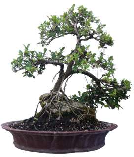 Green Island Ficus Root over Rock Bonsai Tree 7 yrs Old  